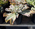 1G ECHEVERIA HAWAII