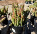 1G OPUNTIA DESERT SNOW PINE