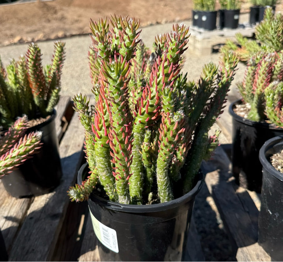 1G OPUNTIA DESERT SNOW PINE