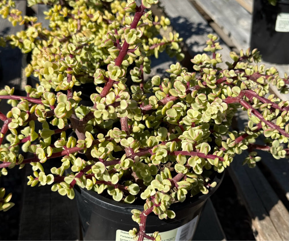 1G PORTULACARIA AFRA VARIEGATA
