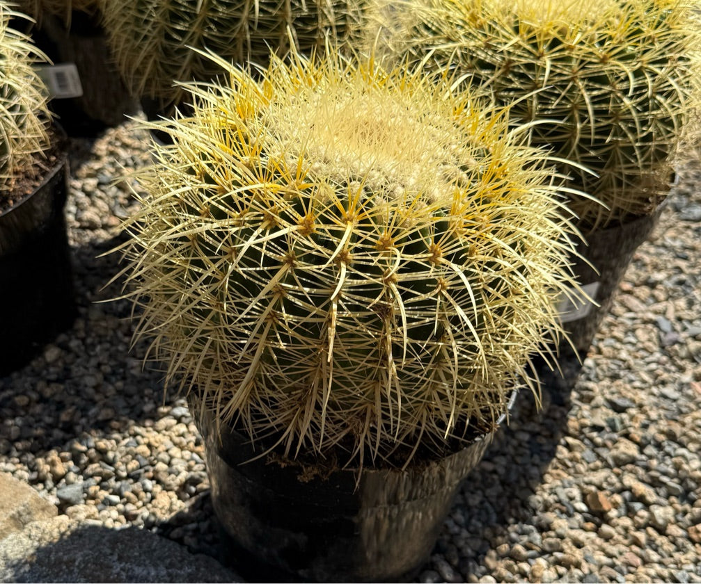 8" ECHINOCATUS GRUSONII