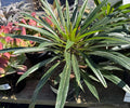 8" MADAGASCAR PALM