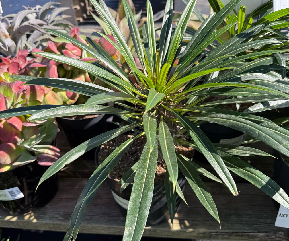 8" MADAGASCAR PALM