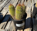 1G OPUNTIA SUNBURST