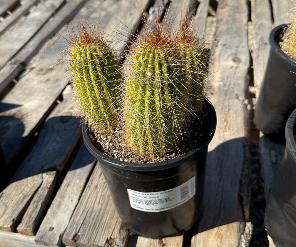 1G OPUNTIA SUNBURST