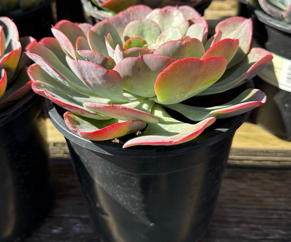 1G ECHEVERIA RIVER BLUE
