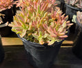 1G CRASSULA CAMPFIRE VARIEGATA