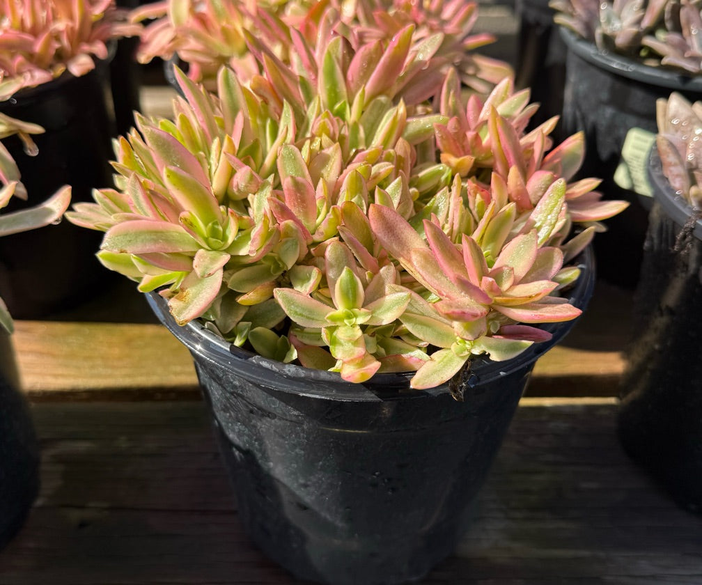 1G CRASSULA CAMPFIRE VARIEGATA