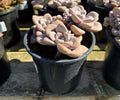 1G GRAPTOPETALUM MURASAKI