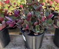 1G CRASSULA MULTICAVA BLEEDING HEART