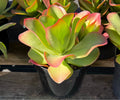8" KALANCHOE LUCIAE "DRAGONFIRE"