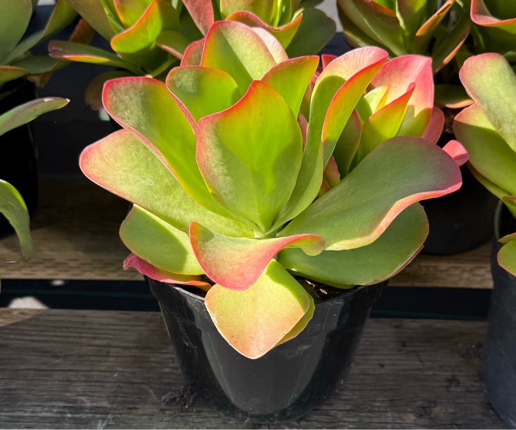 8" KALANCHOE LUCIAE "DRAGONFIRE"