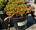1G SEDUM PORK & BEANS