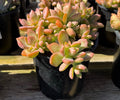 1G SEDUM GOLDEN GLOW