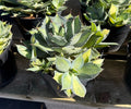 8" AGAVE ISTHMENSIS RUM RUNNER