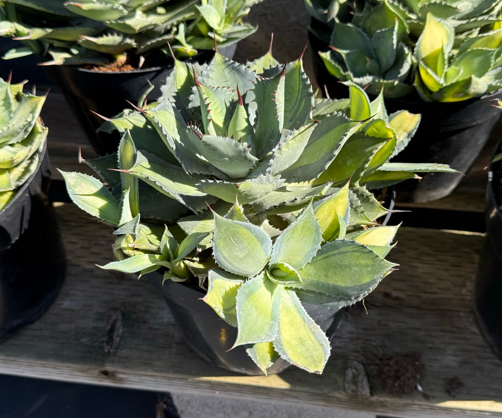 8" AGAVE ISTHMENSIS RUM RUNNER