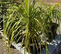 5G BEAUCARNEA RECURVATA