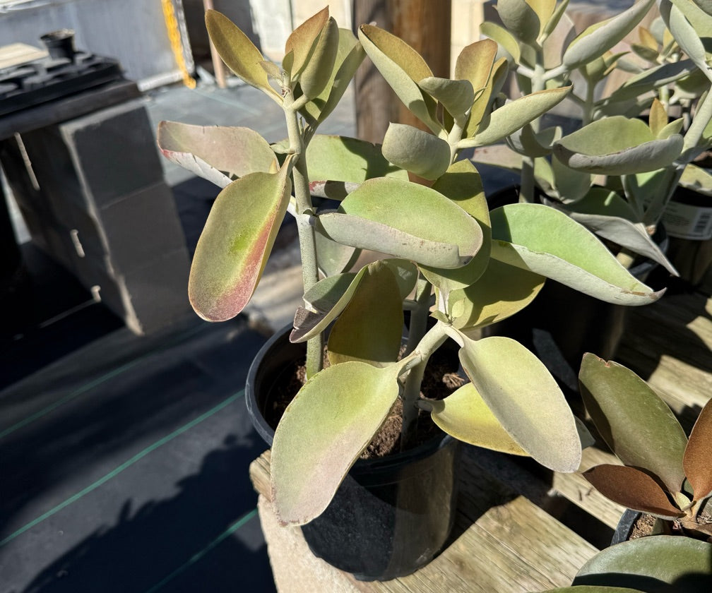 1G KALANCHOE GREY GHOST