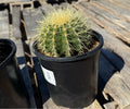 1G ECHINOCACTUS GRUSONII