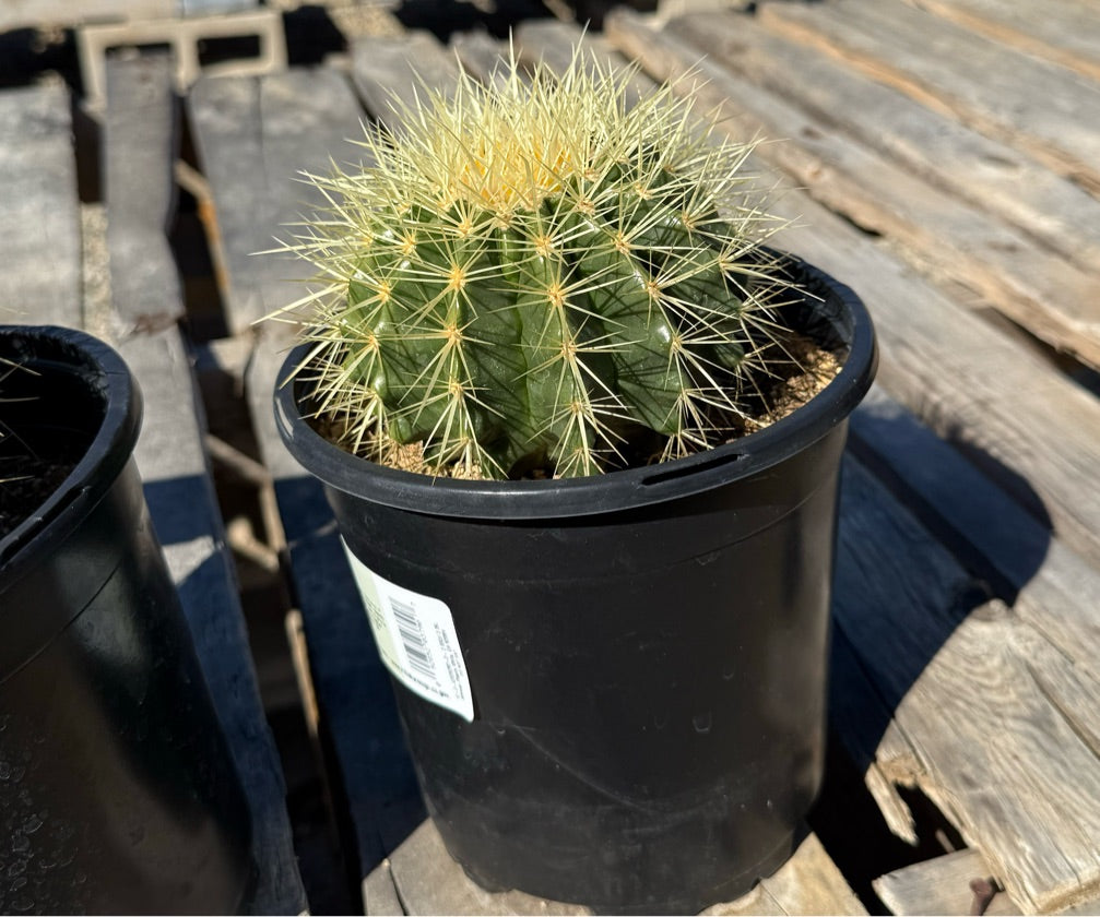 1G ECHINOCACTUS GRUSONII