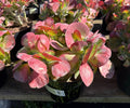 8" KALANCHOE LUCIAE 'FANTASTIC' CREST