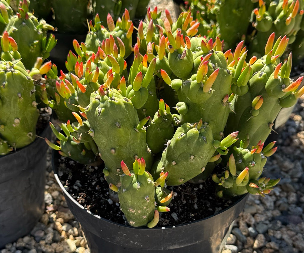 8" OPUNTIA SUBULATA MONSTROSE GUMBI