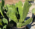 1G OPUNTIA AMETHYST WAVE