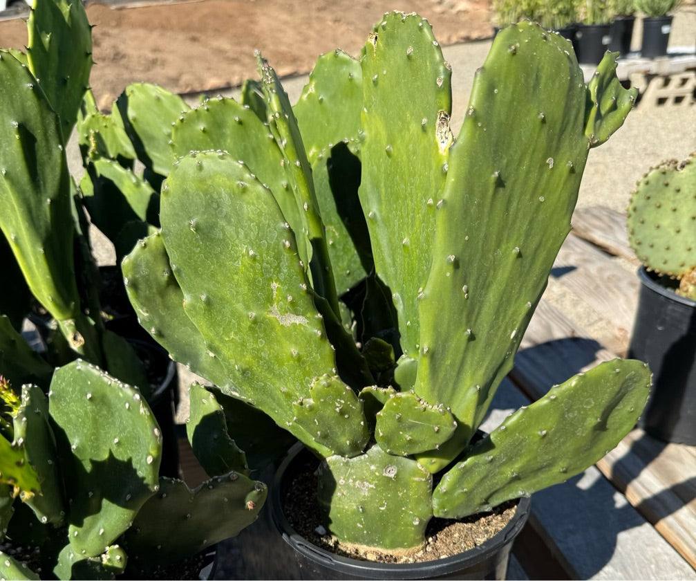 1G OPUNTIA AMETHYST WAVE