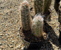 8" OREOCEREUS CELSIANUS