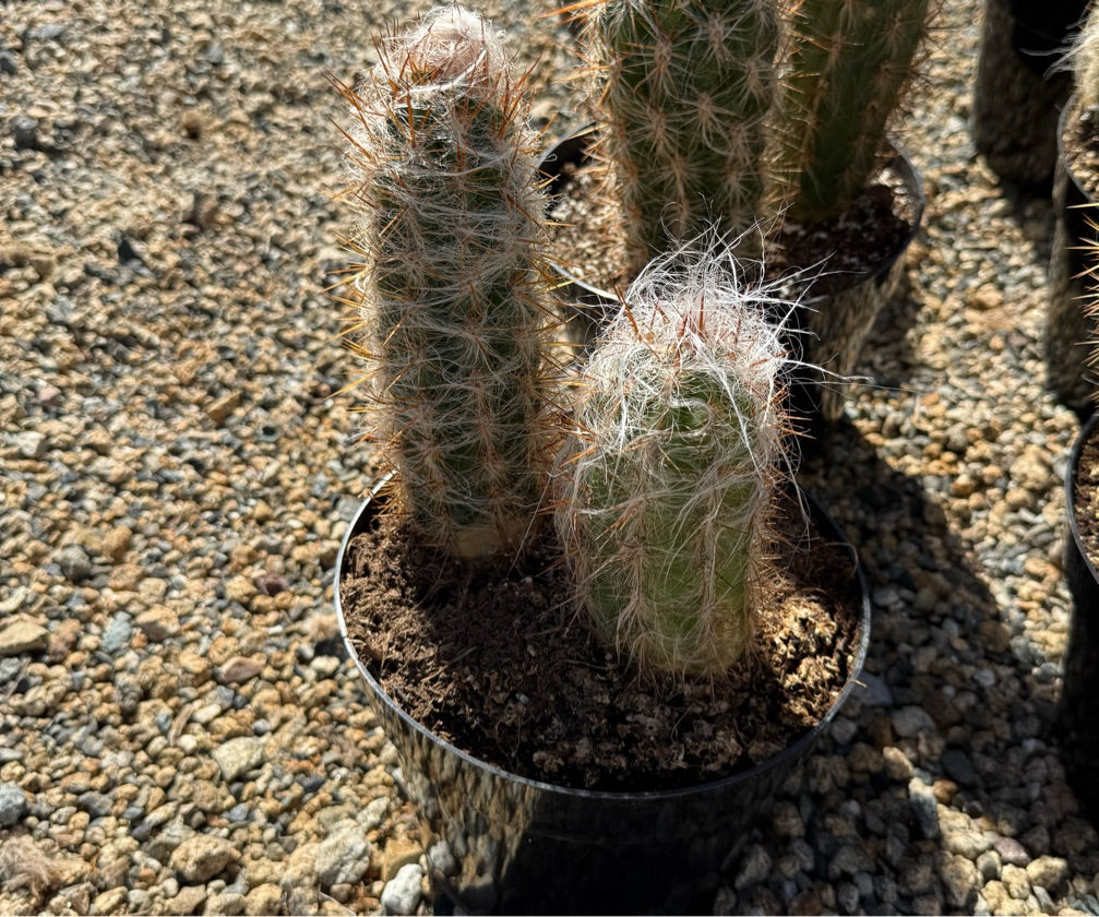 8" OREOCEREUS CELSIANUS