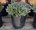1G CRASSULA PLATYPHYLLA VARIEGATA
