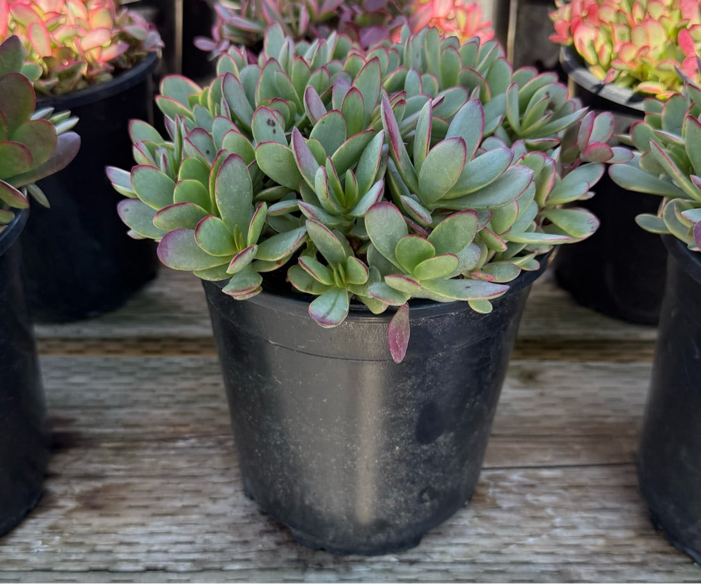 1G CRASSULA PLATYPHYLLA VARIEGATA
