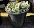 1G ECHEVERIA ALLEGRA