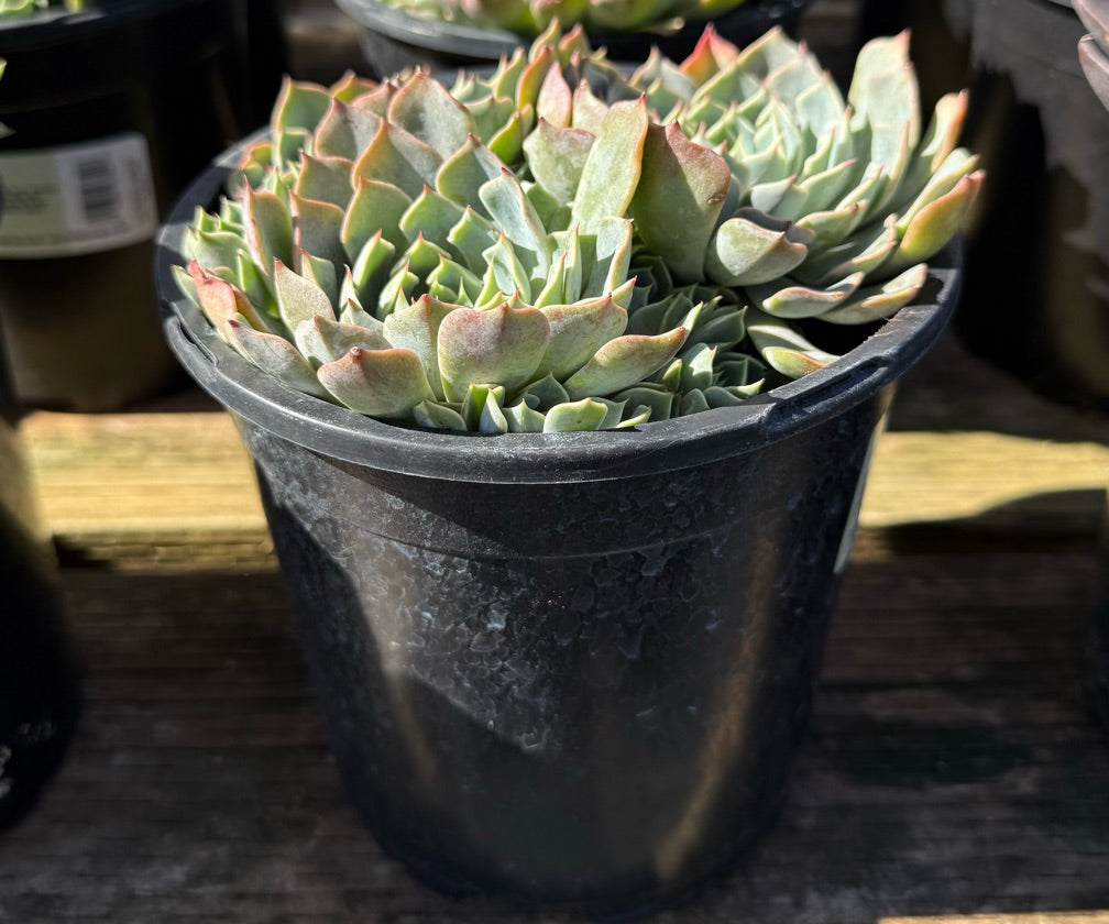 1G ECHEVERIA ALLEGRA