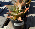 1G ALOE GHOST