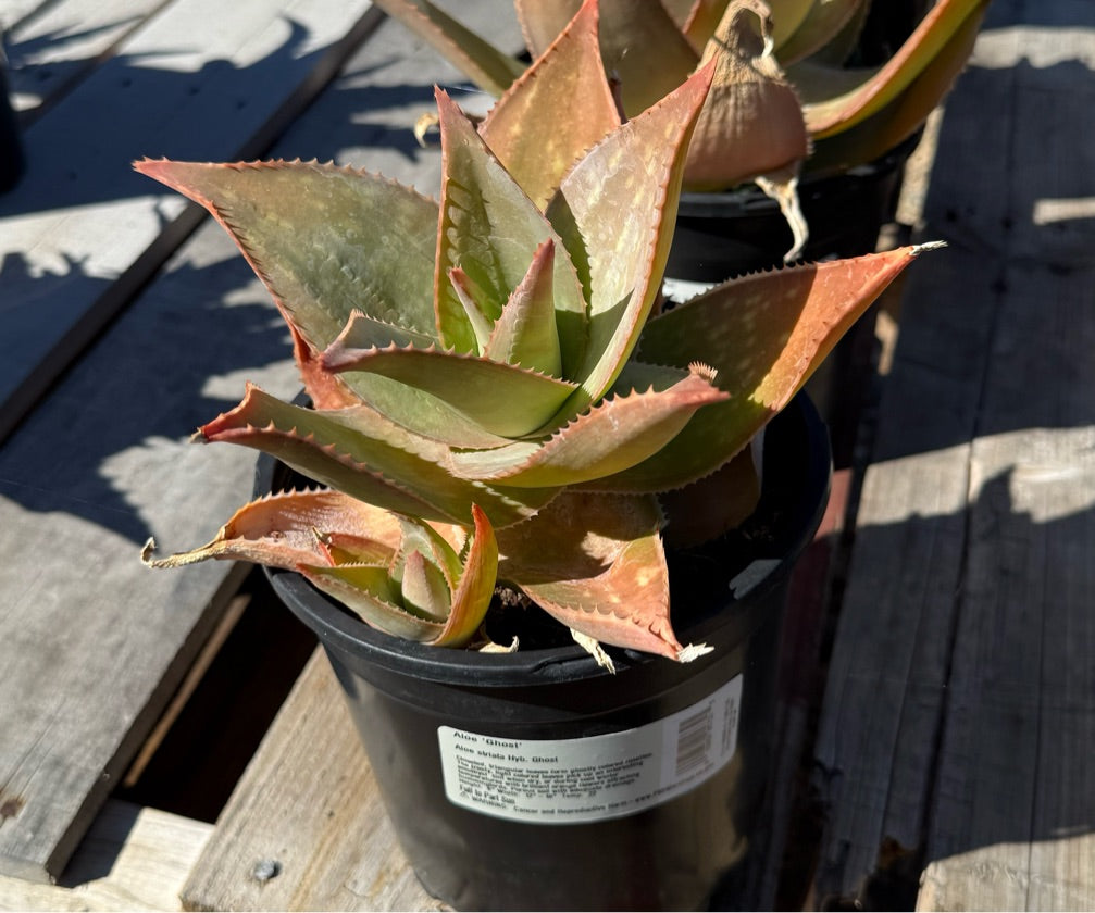 1G ALOE GHOST