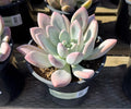1G GRAPTOVERIA OPALINA