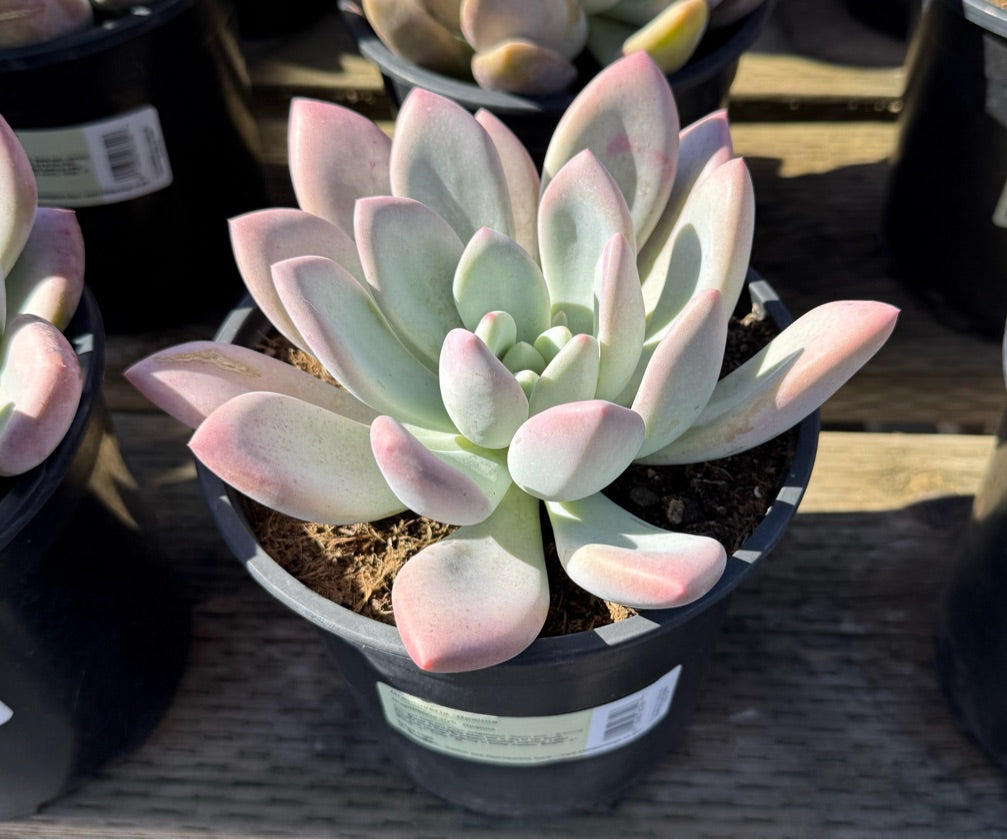 1G GRAPTOVERIA OPALINA