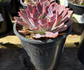 1G ECHEVERIA NEON BREAKERS