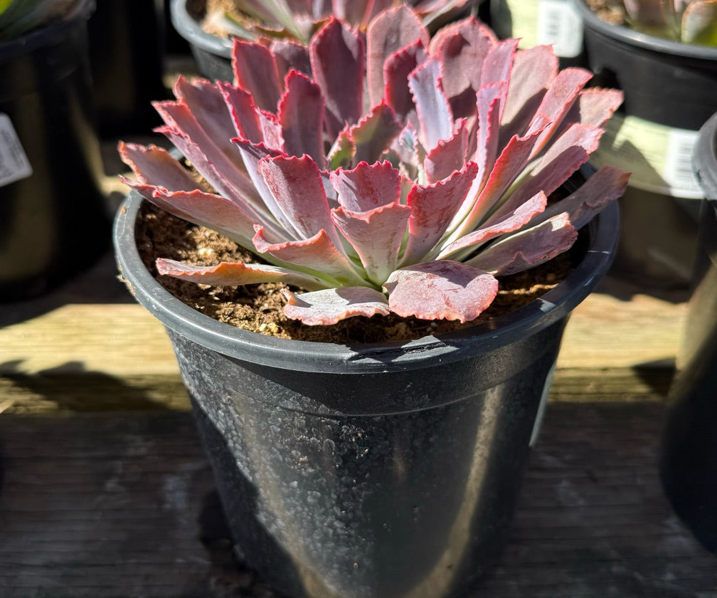 1G ECHEVERIA NEON BREAKERS
