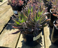 1G KALANCHOE PINK BUTTERFLIES