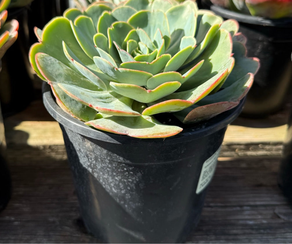 1G ECHEVERIA LOVE'S LIGHT