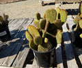 1G OPUNTIA QUIMILO