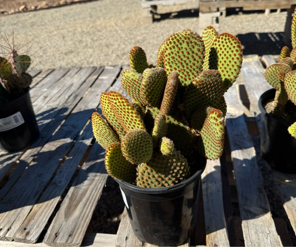 1G OPUNTIA QUIMILO