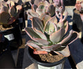 1G PACHYVERIA BLUE TOAD