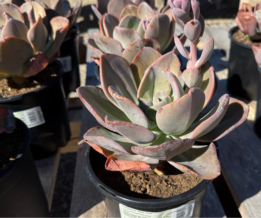 1G PACHYVERIA BLUE TOAD