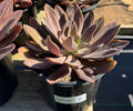 2G GECHEVERIA VARDA