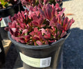 1G CRASSULA PLATYPHYLLA