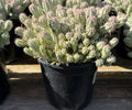 1G EUPHORBIA MAMMILLARIS VARIEGATA