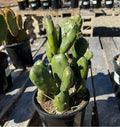 1G OPUNTIA EMERALD WAVE